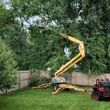 Best Palm Tree Trimming  in Wekiwa Springs, FL